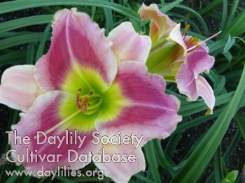 Daylily Just a While Longer